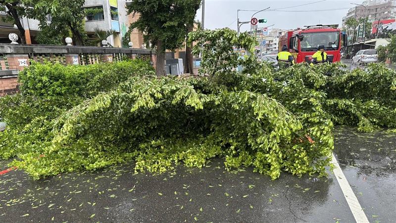鳳山博愛路路樹倒塌,砸中路過的母女。(圖/翻攝畫面)