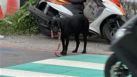 ▲叼香腸過馬路！基隆小黑狗「得意踏步」萌翻網友。（圖／翻攝自基隆人日常臉書）