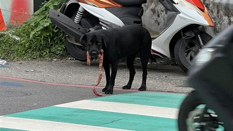 小黑過馬路知道要走斑馬線,還會先注意來車。(圖/翻攝自基隆人日常臉書)