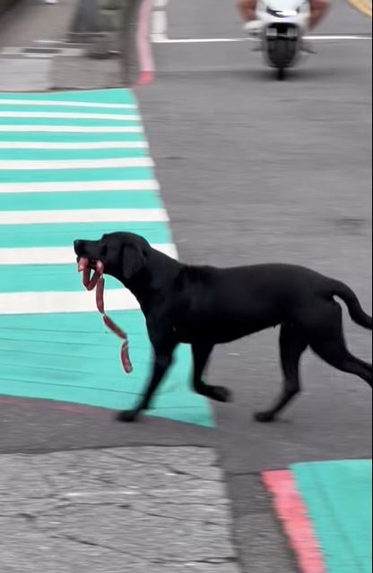 小黑狗叼著香腸快步過馬路,讓網友肅然起敬。(圖/翻攝自基隆人日常臉書)