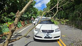 路樹直接重壓轎車，場面十分嚇人。（圖／翻攝畫面）