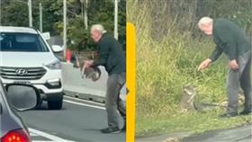 澳洲一名82歲老翁泰瑞，近日因一段「邊救無尾熊邊唸牠」的影片爆紅。（圖／翻攝自TitTok）