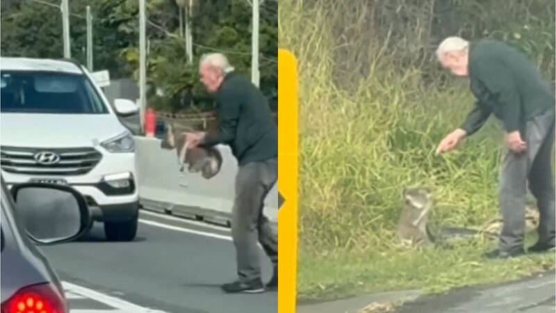 老翁救無尾熊唸一頓萌翻網　他揭說教內容