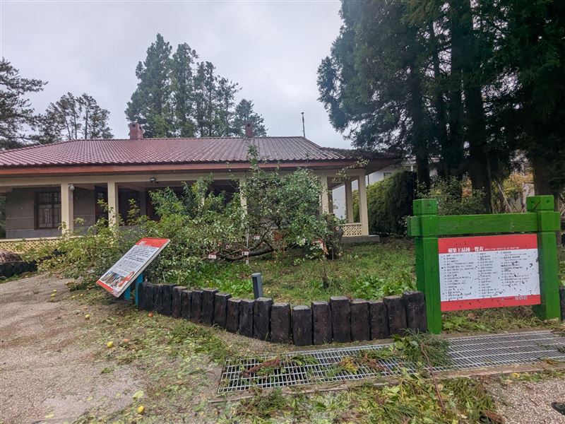 福壽山農場鎮場之寶蘋果王,因枝葉茂盛,不堪強風吹襲從根部斷裂。(圖/福壽山農場提供)