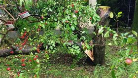 不敵楊柳颱風 ，強陣風，福壽山農場蘋果王，應聲斷裂，(圖／福壽山農場提供)