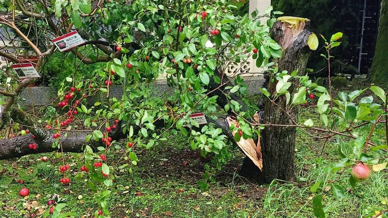 不敵楊柳強風吹襲!福壽山「蘋果王」駕崩