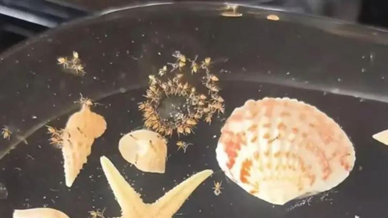 遊客投訴:下榻每晚2萬元的高檔飯店,房間內卻出現成群小蟲。(圖/翻攝自微博)
