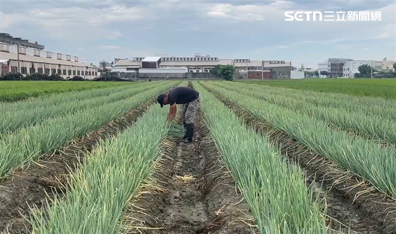 歷經豪雨、颱風摧殘，彰化青蔥產地重創，青蔥每公斤飆到400元，創歷史新高價。(圖／翻攝畫面)