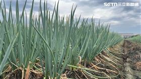 彰化，豪雨+颱風，青蔥每公斤飆400元，創新高，溪湖果菜市場總經理：從沒看過　(圖／翻攝畫面)