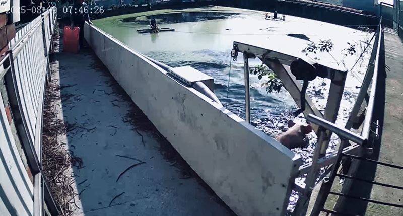 母豬成功翻牆跳進魚塭游泳逃跑。(圖／翻攝畫面)