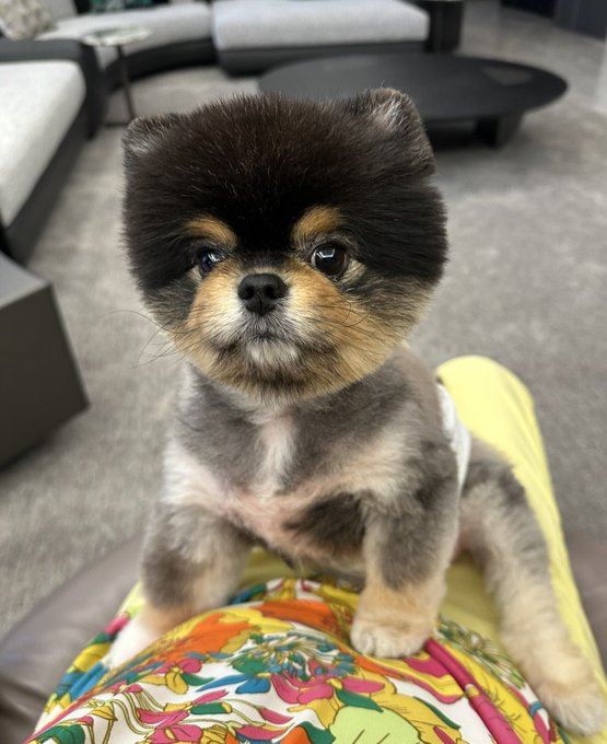 毛孩探吉／麻吉大哥愛犬Boba Oppa　萌臉背後是一門數千萬迷因幣商機（圖／翻攝自X平台 @machi big brother）