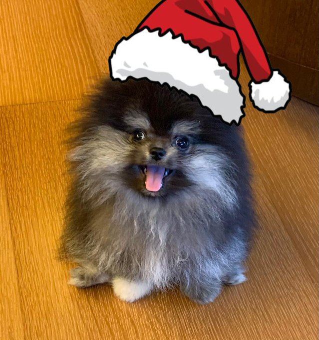 毛孩探吉／麻吉大哥愛犬Boba Oppa　萌臉背後是一門數千萬迷因幣商機（圖／翻攝自X平台 @machi big brother）
