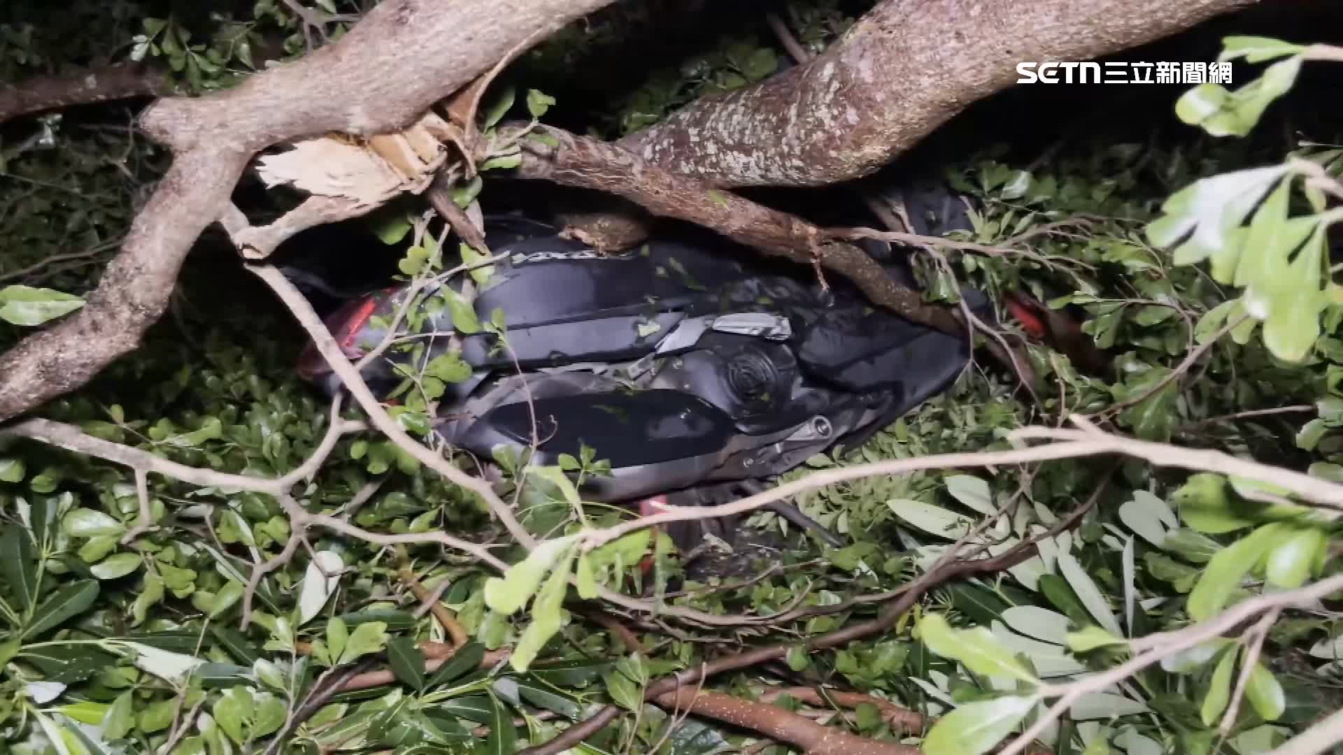 楊柳颱風登陸台東強風豪雨橫掃，機車被壓在倒塌巨樹下