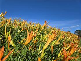 花蓮玉里鎮赤科山金針花海盛開