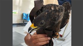 一隻老鷹誤闖台鐵車廂。（圖／翻攝自國營臺灣鐵路股份有限公司臉書）