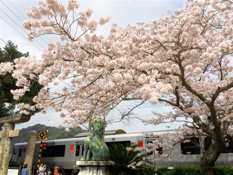 據了解，平交道未設置柵欄，不過有警示裝置提醒列車經過。（圖／翻攝日本佐賀縣有田町陶山神社官網）