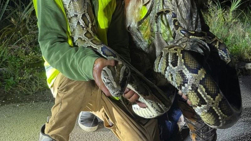 巨蟒氾濫！他一個月捕獲87條「緬甸蟒」