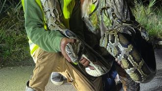 巨蟒氾濫！他一個月捕獲87條「緬甸蟒」
