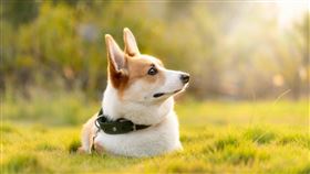 狗狗,毛小孩,柯基,寵物。（示意圖／PIXABAY）