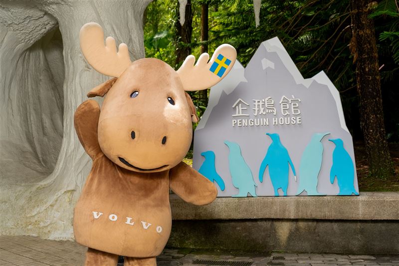 VOLVO擴大認養極度瀕危物種「黑腳企鵝」。（圖／品牌業者提供）