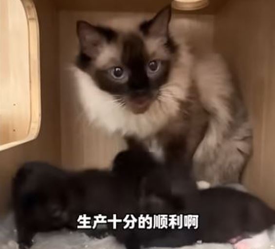 生下的5隻寶寶多是黑貓。（圖／翻攝自微博）