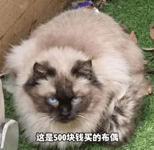 一名新手飼主花了人民幣500元（約新台幣2000元）買下可愛的布偶貓。（圖／翻攝自微博）