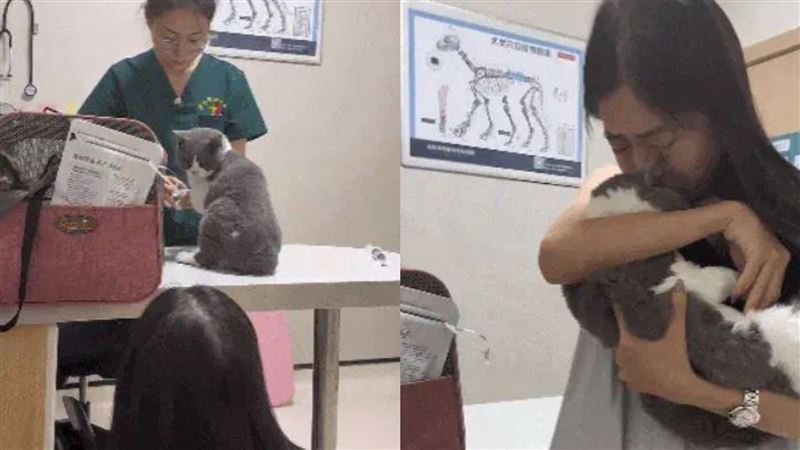 看哭數十萬網友！小貓安樂死前回頭一眼，主人崩潰痛哭。（圖／翻攝自微博）