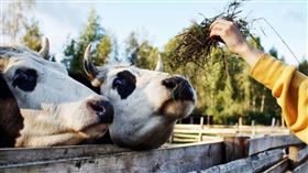 紐西蘭酪農惡行曝！性侵妻、硬上乳牛逼看