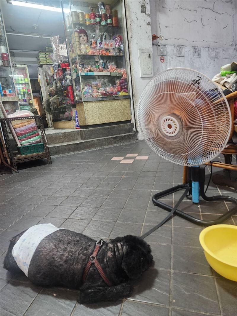 太熱啦！狗狗「黃金冷泉」、「北極電風扇」開張，汪汪夏日限定SPA路邊服務超涼，笑翻路。（圖／記者鍾志鵬攝影）