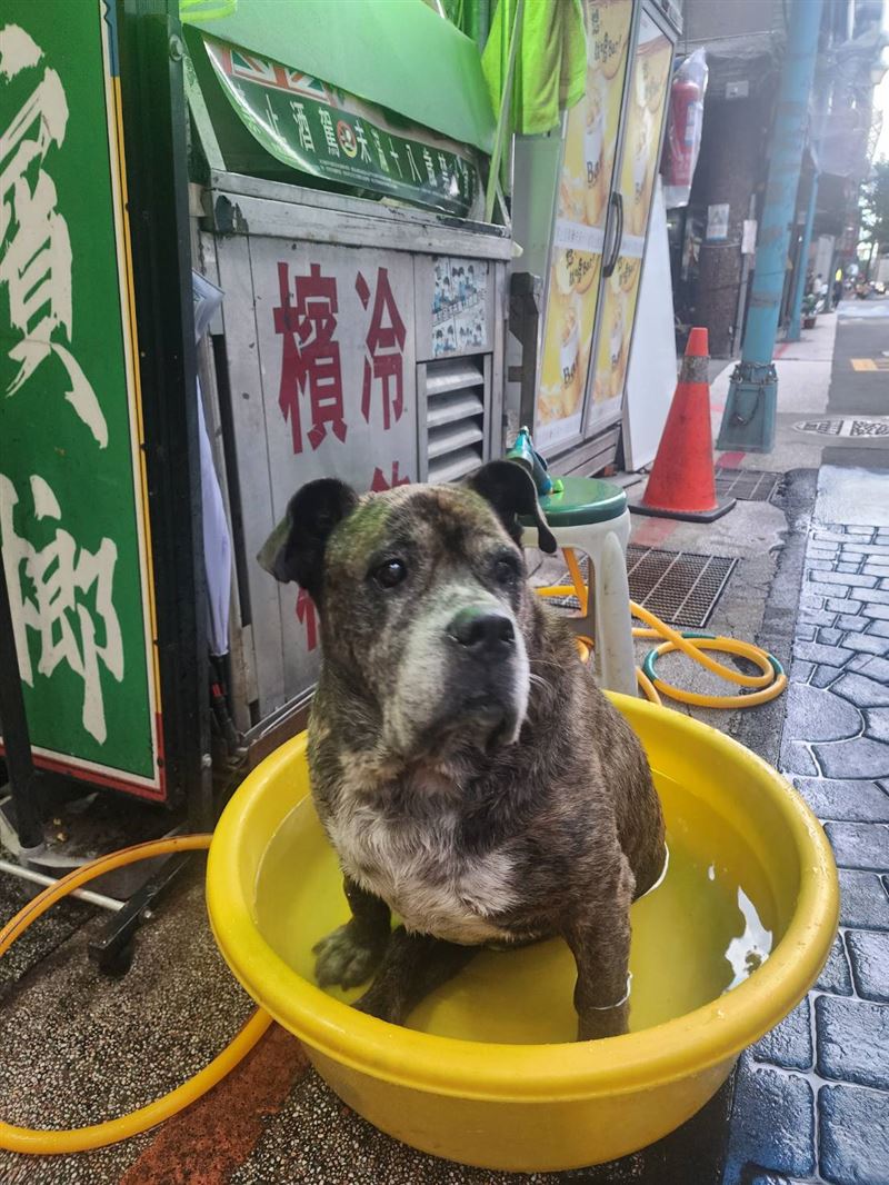 太熱啦！狗狗「黃金冷泉」、「北極電風扇」開張，汪汪夏日限定SPA路邊服務超涼，笑翻路。（圖／記者鍾志鵬攝影）