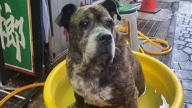 太熱啦！狗狗「黃金冷泉」、「北極電風扇」開張，汪汪夏日限定SPA路邊服務超涼，笑翻路。（圖／記者鍾志鵬攝影）