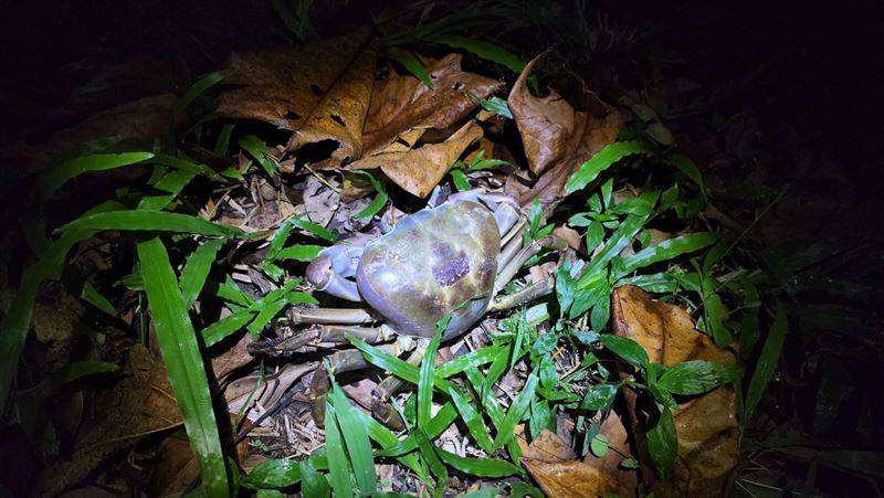兇狠圓軸蟹。（圖／屏東海生館提供）