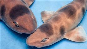 透明卵鞘見證鯊魚新生　夜宿海生館帶你邂逅陸蟹護幼之旅（業配勿用）