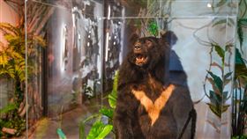 台灣的感動催淚！從一隻斷腳小黑熊看見生命韌性，宗博特展延到年底。（圖／世界宗教博物館提供） 