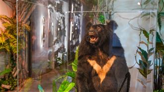 台灣的感動！從斷腳小黑熊看見生命韌性