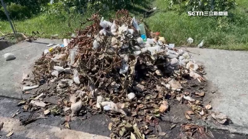 爛芭樂堆疊成山