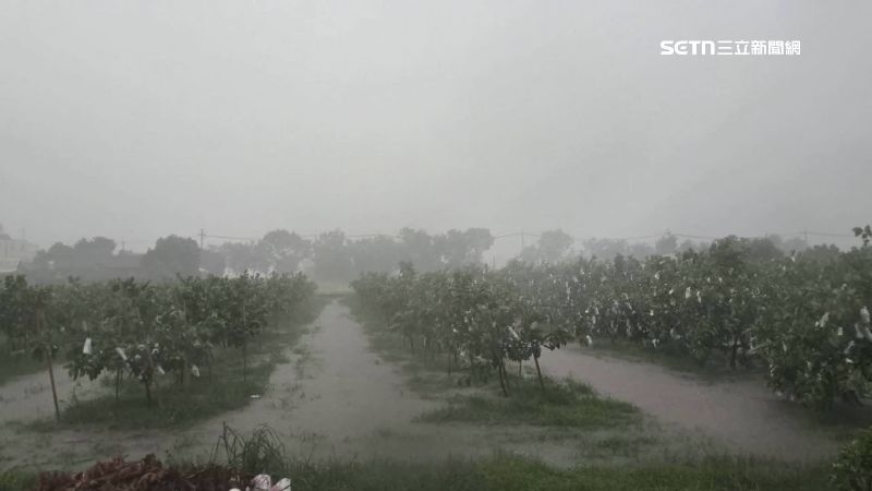 中秋恐嘸芭樂吃？根泡水量少5成