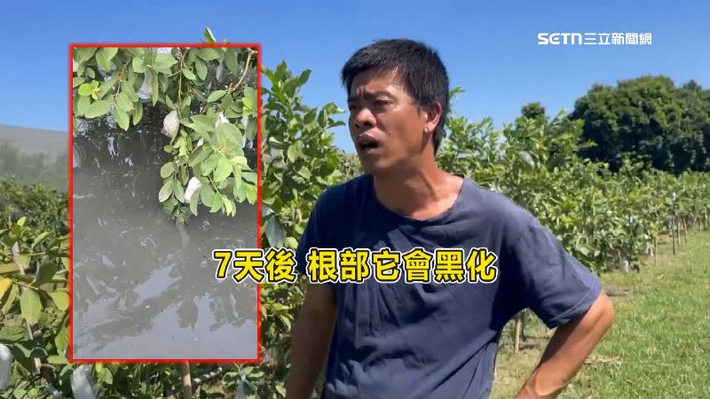 芭樂根部泡水導致黑化
