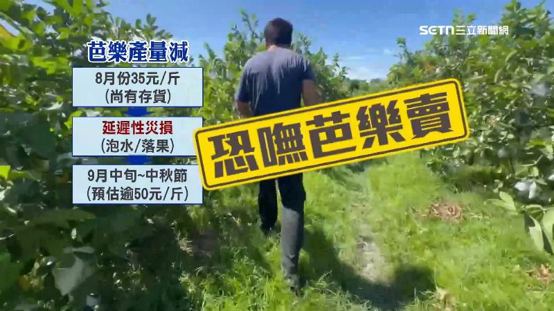 果農表示九月中旬至中秋節可能無芭樂可吃