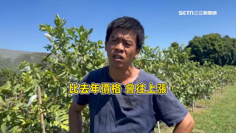 果農推測今年的芭樂價格可能比去年高