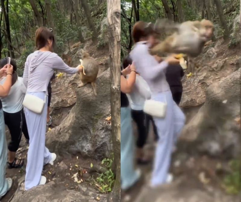 妹子拿香蕉逗猴子，結果被踹下山谷。（圖／翻攝自微博）
