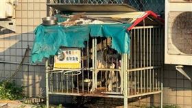 彰化,狗咬人,猛犬,加納利犬,議員,救人,受傷,洪騰明（圖／翻攝畫面）