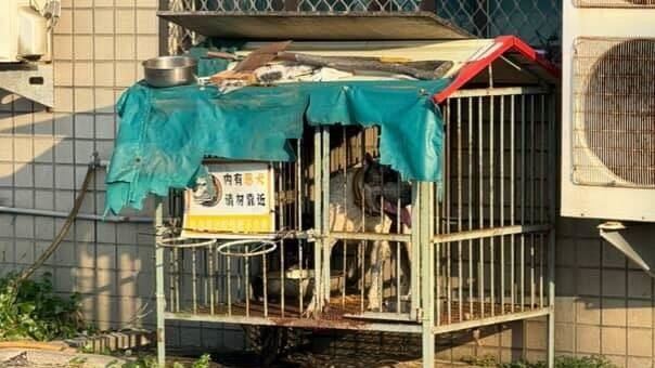 彰化二林鎮發生狗咬人案件，一隻加納利犬衝出狗籠咬傷路人及議員。（圖／翻攝畫面）