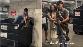 垃圾箱爬出6米巨蟒！捕蛇專家徒手捕獲