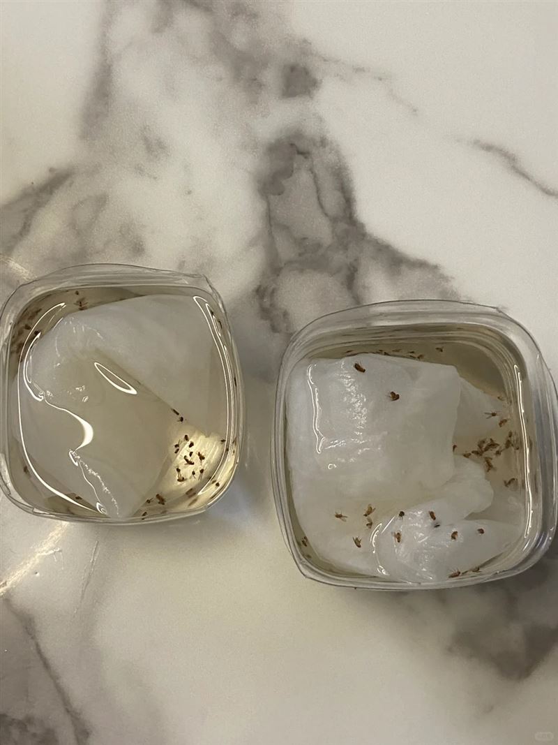 網友自製白醋水，一個下午小飛蟲全滅光。（圖／翻攝自生活妙招討論區）