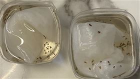 網友自製白醋水，一個下午小飛蟲全滅光。（圖／翻攝自生活妙招討論區）