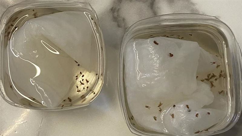 家裡小飛蟲狂飛　他簡單1招:一個下午全滅