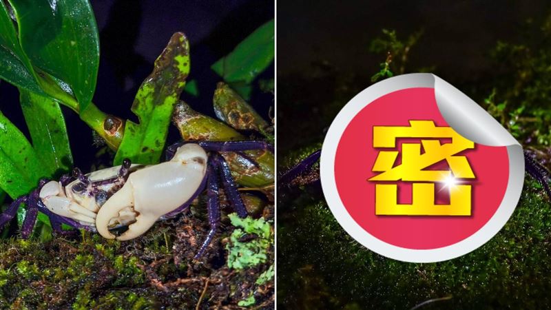 一生難看到！泰國「黑白蟹」驚見稀有變種