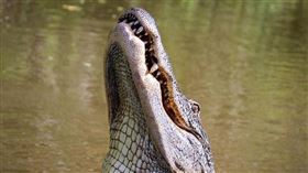 四寶爸河邊洗澡　慘遭鱷魚拖水中咬死！牠還叼遺體徘迴數小時