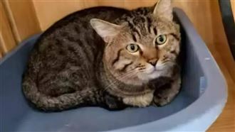 飼主欠債千萬　寵物狸花貓「煤球」遭法拍